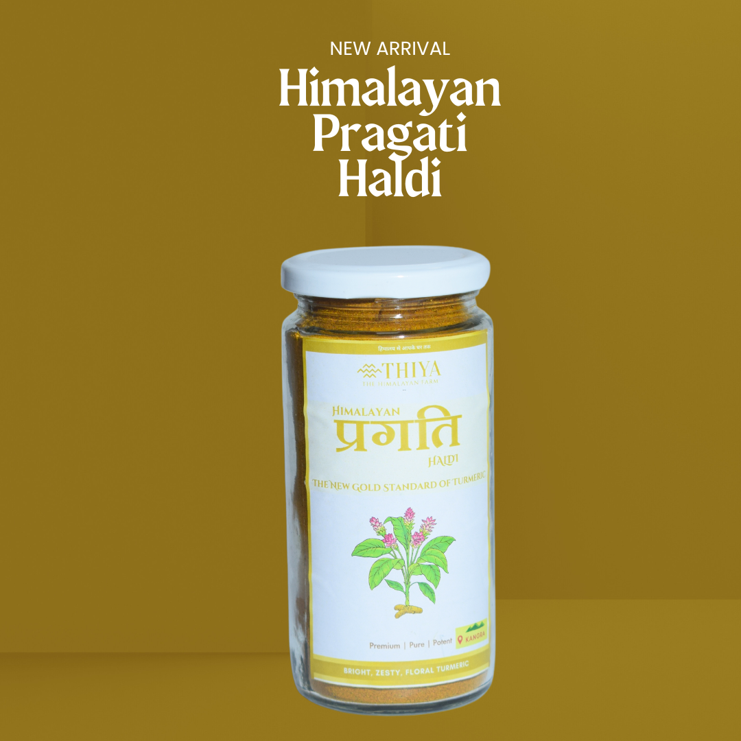 Himalayan Pragati Haldi | Kangra's Finest | Pragati Haldi | Premium Quality