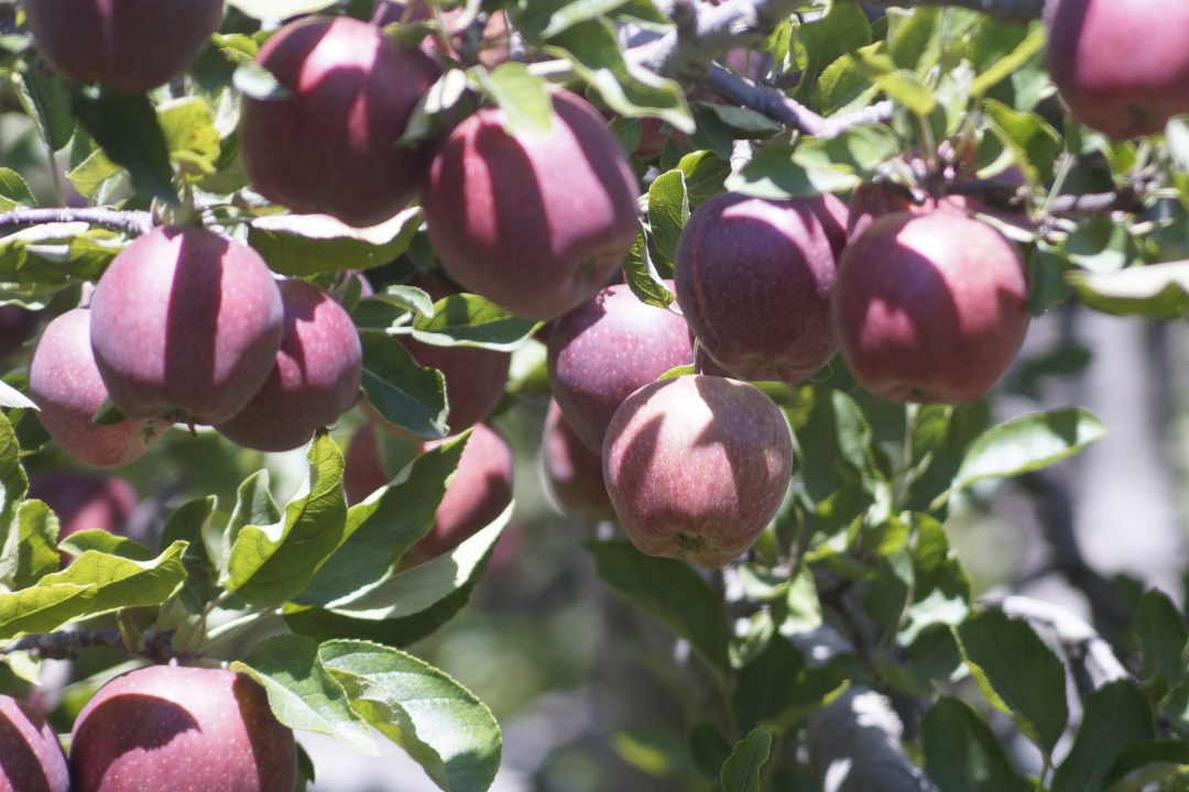 The benefits of consuming farm-fresh Himalayan products.