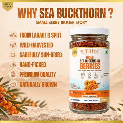Thiya Premium Sea Buckthorn Berries (Dried Seabuckthorn) | Grown in Lahaul and Spiti | 60 Gm