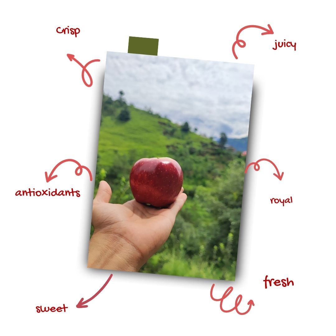 Farm Fresh Shimla Royal Delicious Apples | Grown at 8,000 Ft | Supreme Quality | Juicy & Sweet | 4–4.5 Kg