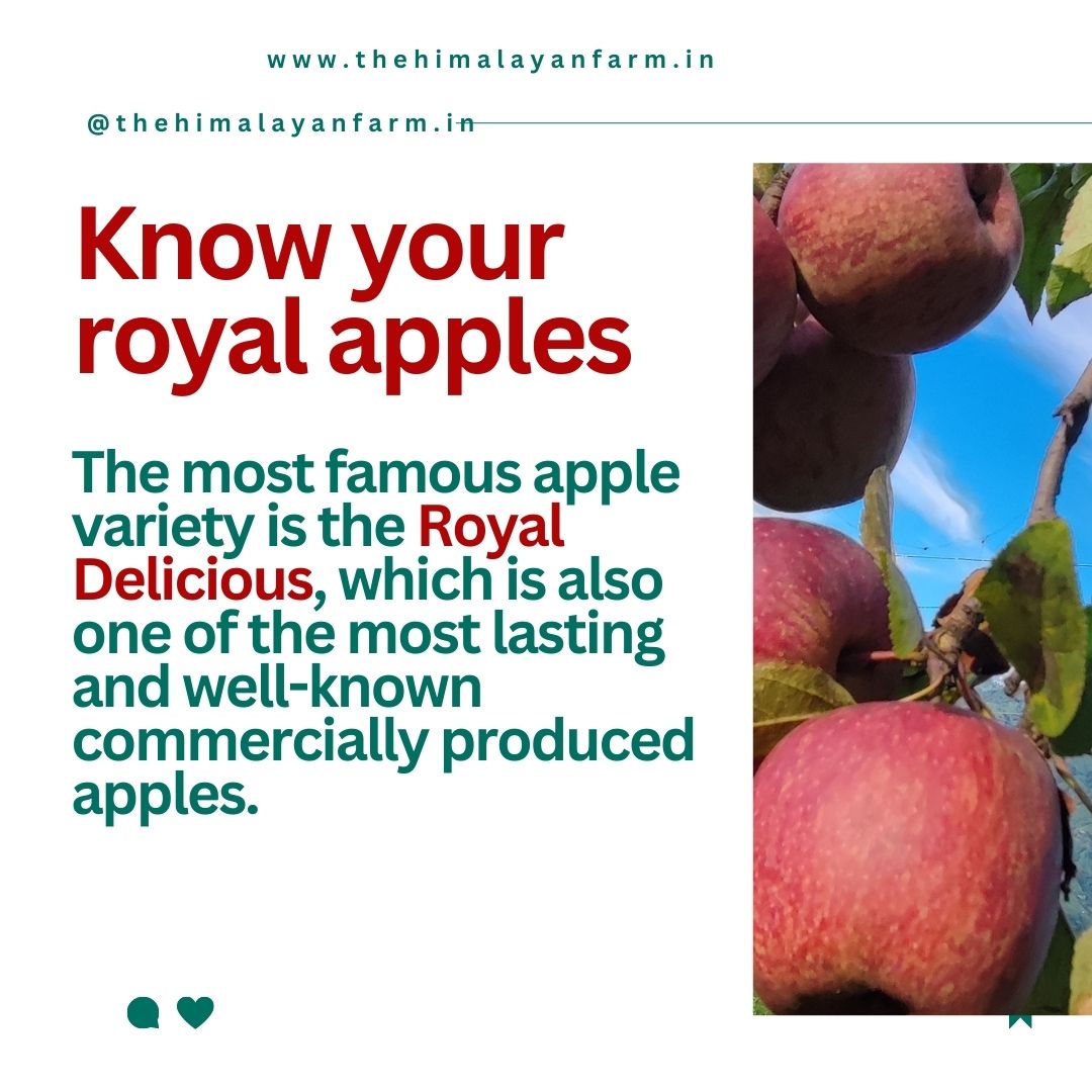 Farm Fresh Shimla Royal Delicious Apples | Grown at 8,000 Ft | Supreme Quality | Juicy & Sweet | 4–4.5 Kg