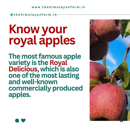Farm Fresh Shimla Royal Delicious Apples | Grown at 8,000 Ft | Supreme Quality | Juicy & Sweet | 4–4.5 Kg