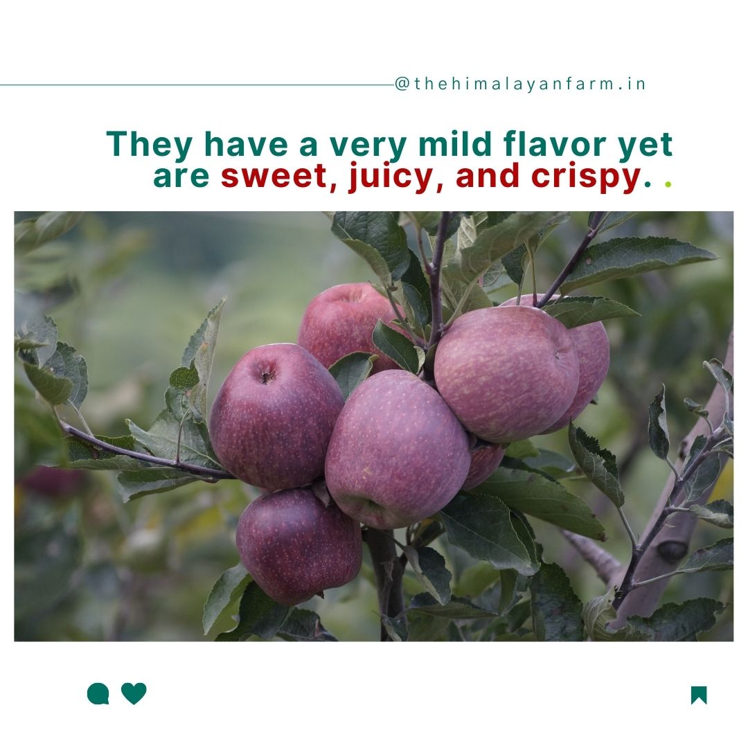 Farm Fresh Shimla Royal Delicious Apples | Grown at 8,000 Ft | Supreme Quality | Juicy & Sweet | 4–4.5 Kg