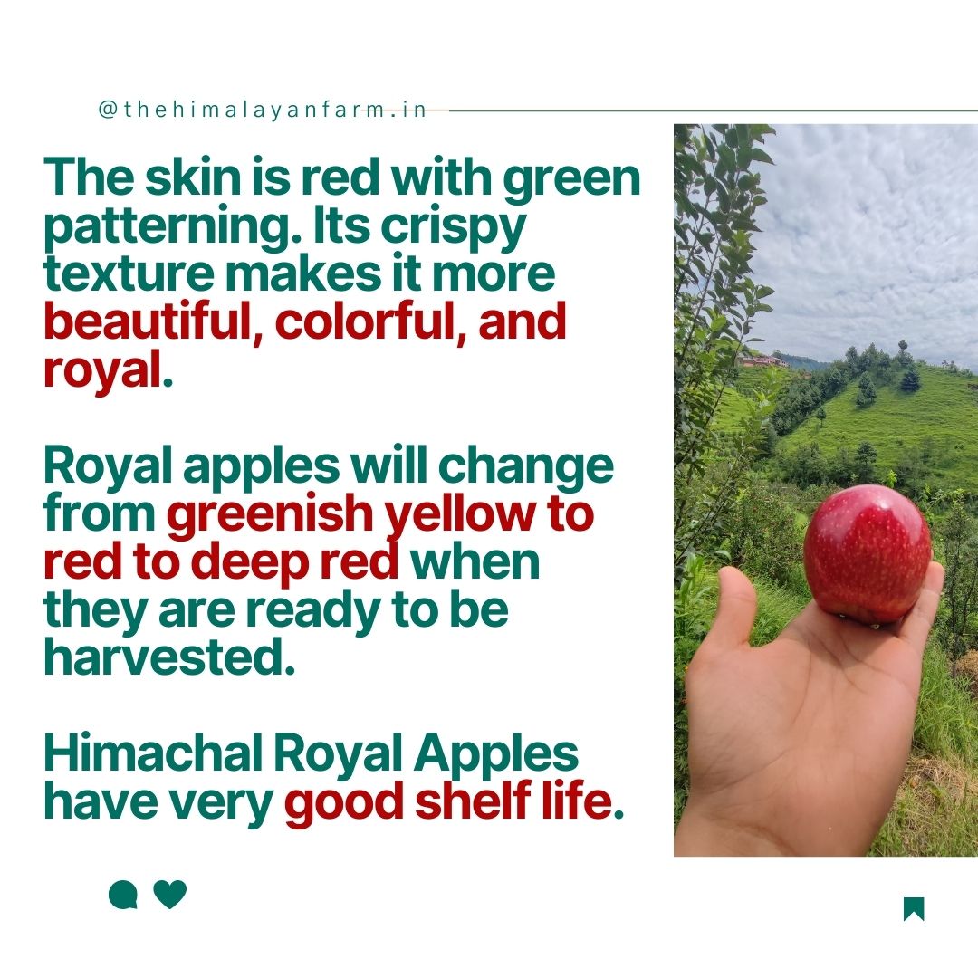 Farm Fresh Shimla Royal Delicious Apples | Grown at 8,000 Ft | Supreme Quality | Juicy & Sweet | 4–4.5 Kg