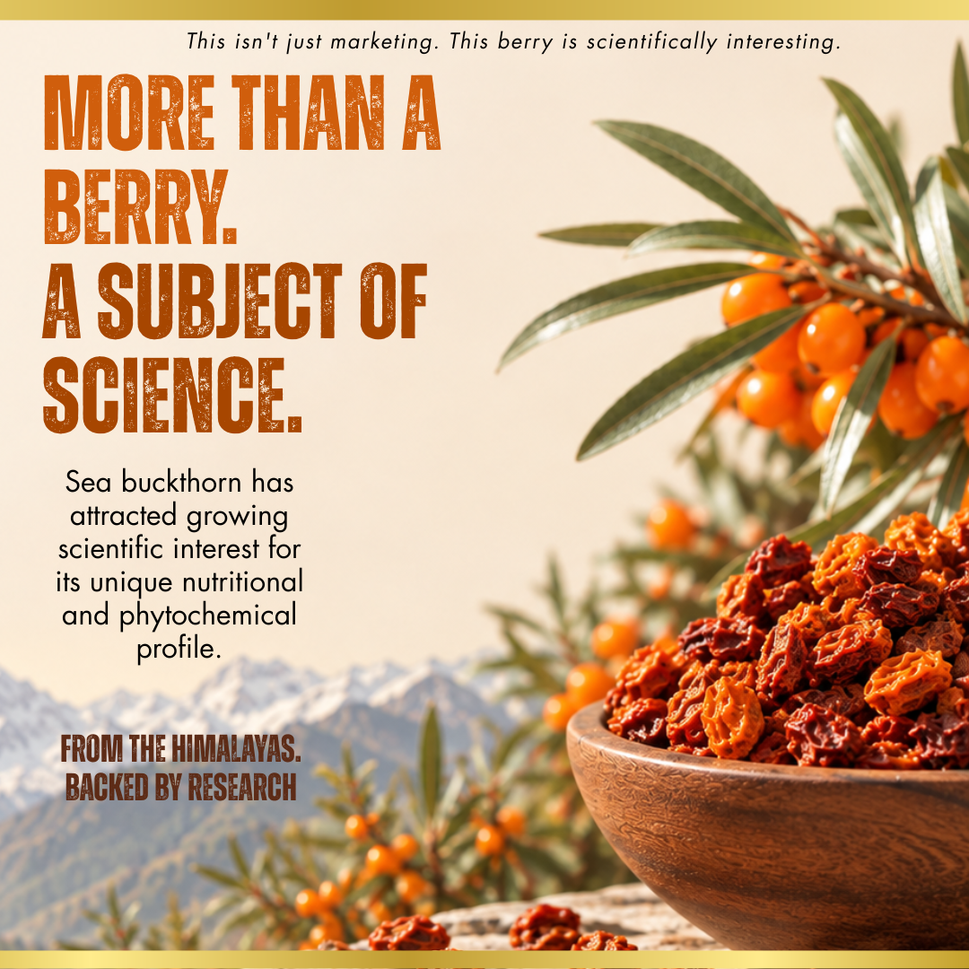 Thiya Premium Sea Buckthorn Berries (Dried Seabuckthorn) | Grown in Lahaul and Spiti | 60 Gm