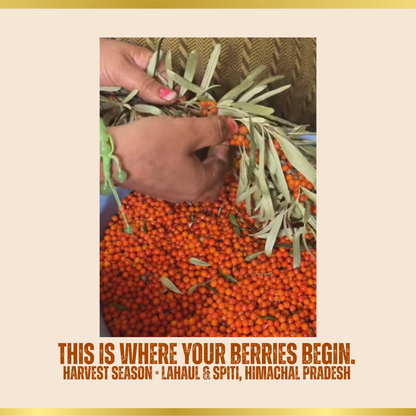 Thiya Premium Sea Buckthorn Berries (Dried Seabuckthorn) | Grown in Lahaul and Spiti | 60 Gm