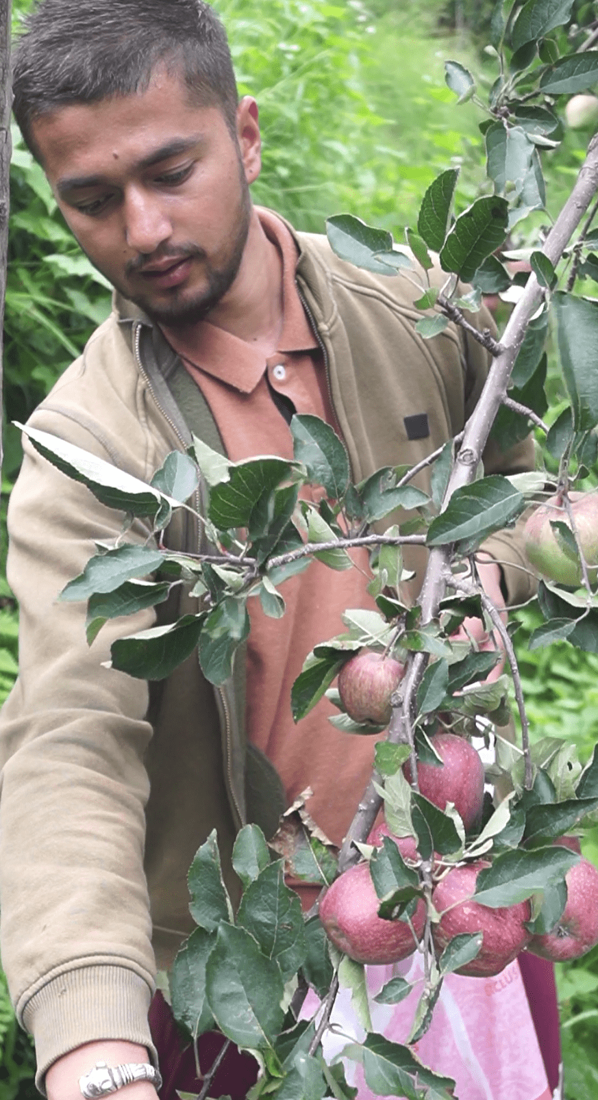 Farm Fresh Shimla Royal Delicious Apples | Grown at 8,000 Ft | Supreme Quality | Juicy & Sweet | 4–4.5 Kg