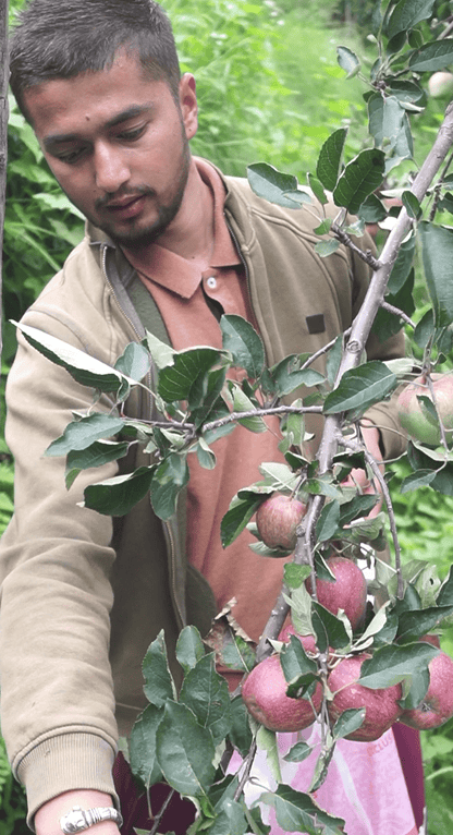 Farm Fresh Shimla Royal Delicious Apples | Grown at 8,000 Ft | Supreme Quality | Juicy & Sweet | 4–4.5 Kg